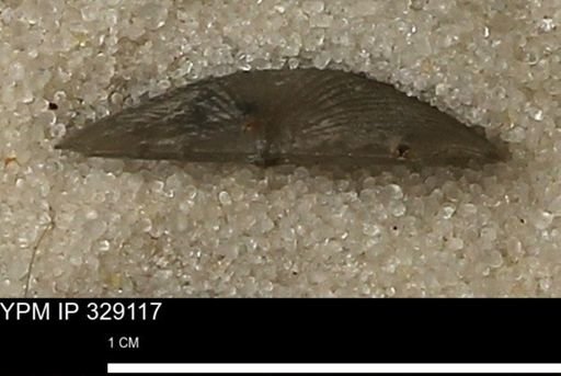 Chonetes scitulus