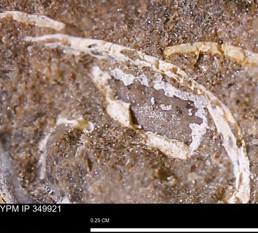 undet. Bivalvia