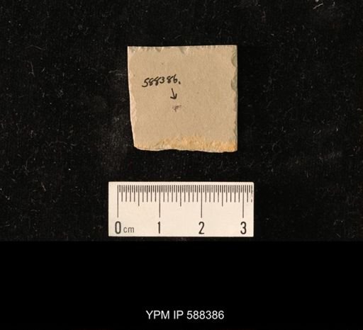 undet. Coleoptera