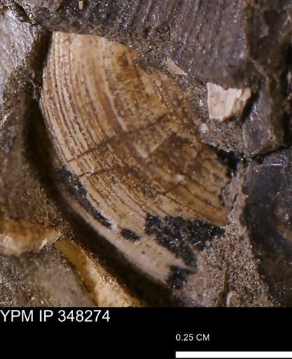 Limopsis striatopunctatus