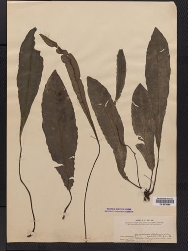 Syngramma