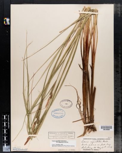 Carex aquatilis