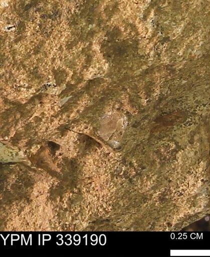 undet. Mollusca