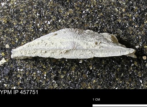 Strophodonta sp.