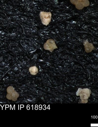 undet. Foraminiferida