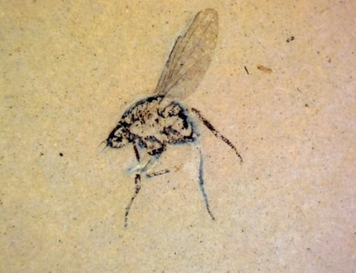 undet. Diptera