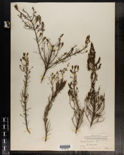 Plantae