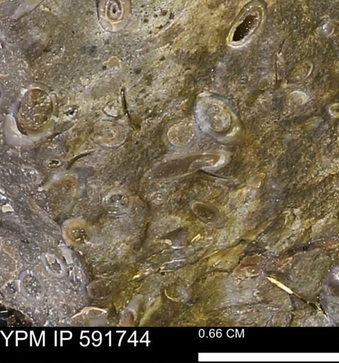 Serpulidae