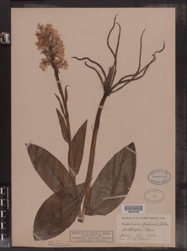 Habenaria fimbriata