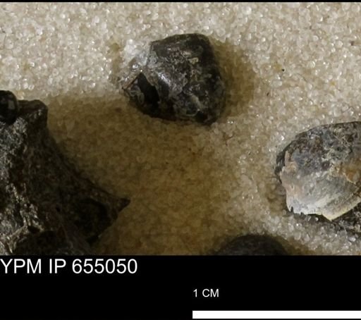 Protocardia