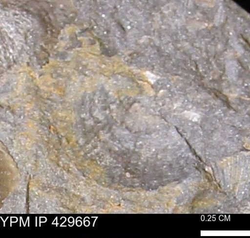Devonochonetes