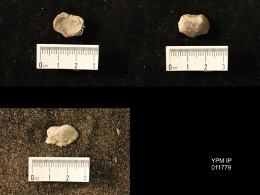 Marginifera wabashensis