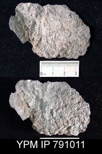 Stenaster obtusus