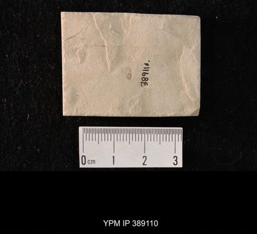 undet. Hemiptera