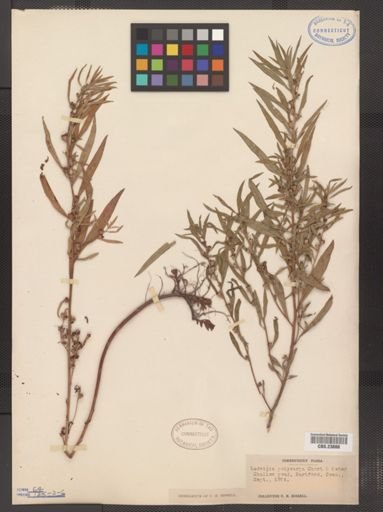 Ludwigia polycarpa