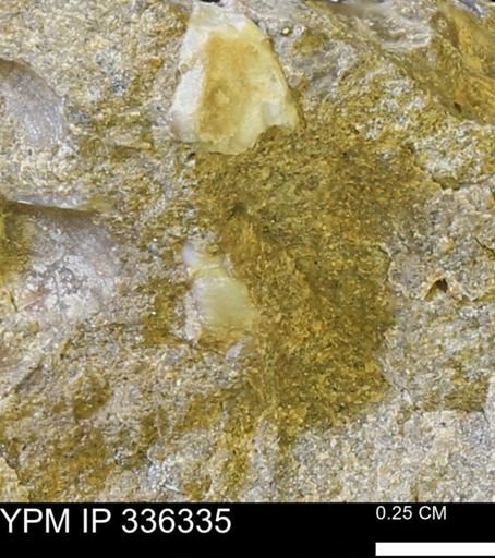 undet. Mollusca