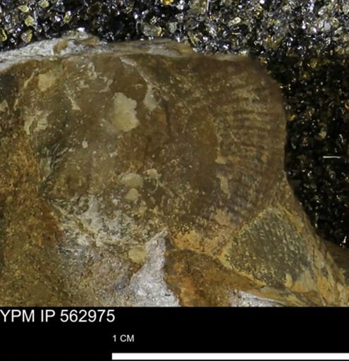Oxytoma (Hypoxytoma) sp.