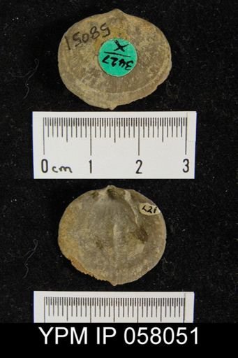 Dalmanella perelegans