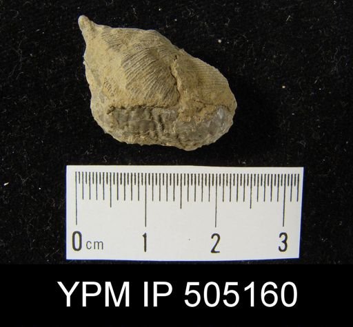 Pustula nebrascensis