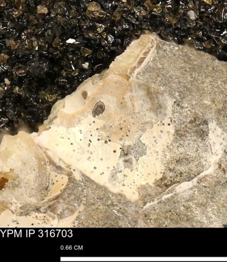 undet. Scaphitidae
