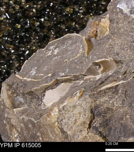 Baculites?