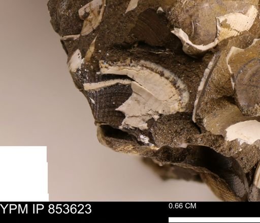 Parallelodon?