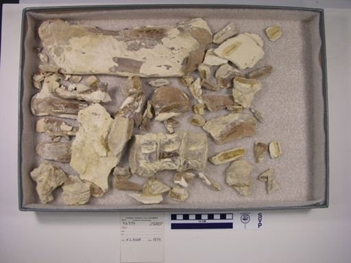 Xiphactinus sp.