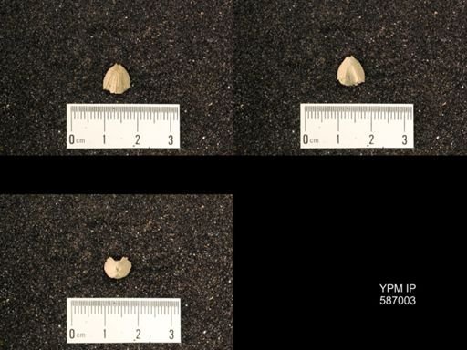 Rhynchotrema anticostiensis