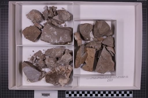 mixed taxa, stratigraphic collection