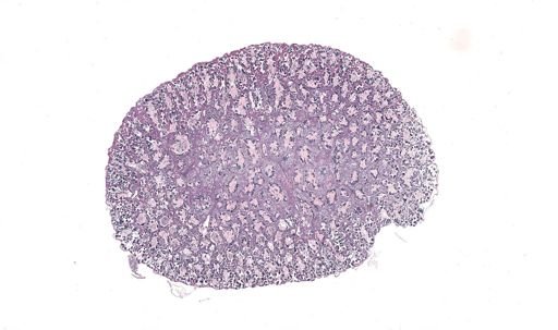 Rana clamitans