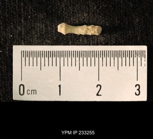 Archaeocidaris sp.