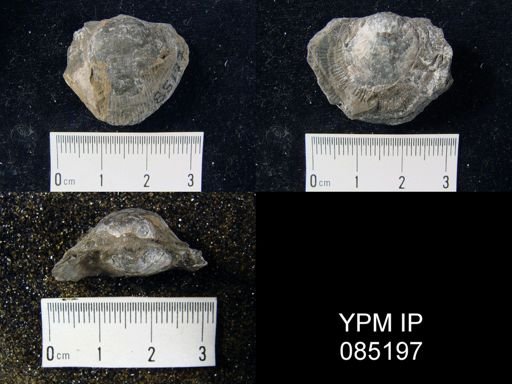 Atrypa reticularis