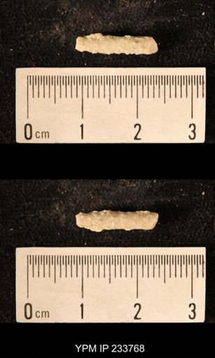 Archaeocidaris sp.