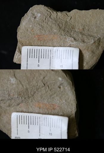 undet. Arthropoda