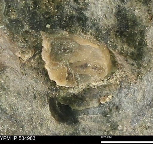 undet. Mollusca
