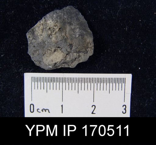 undet. Brachiopoda