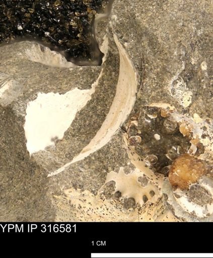 undet. Mollusca