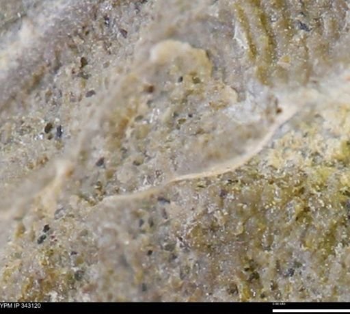 undet. Scaphitidae