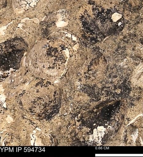 Protocardia sp.