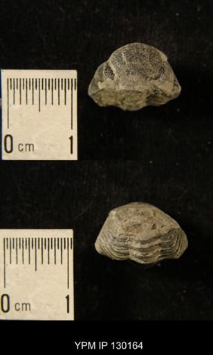 Eldredgeops rana