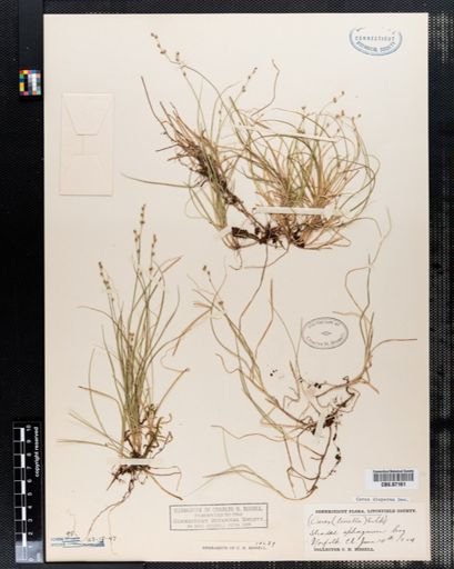 Carex disperma