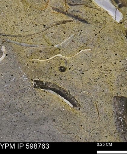 undet. Mollusca