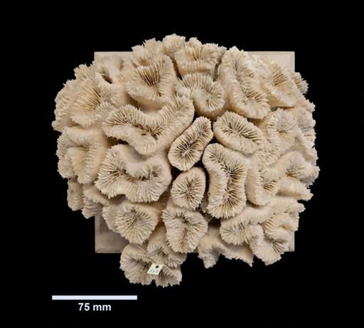 Lobophyllia costata