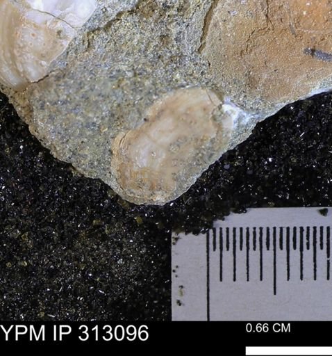 Corbicula