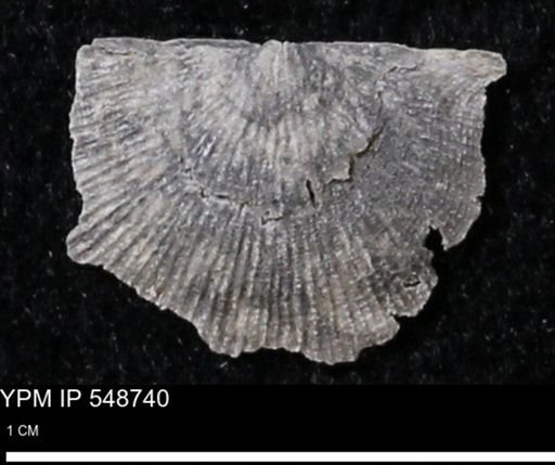 Stropheodonta perplana