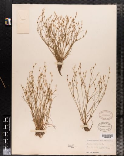 Plantae