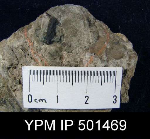 undet. Brachiopoda