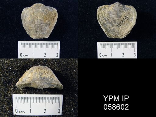 Atrypa reticularis