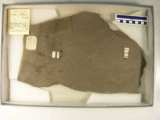 Platypterna cf. delicatula