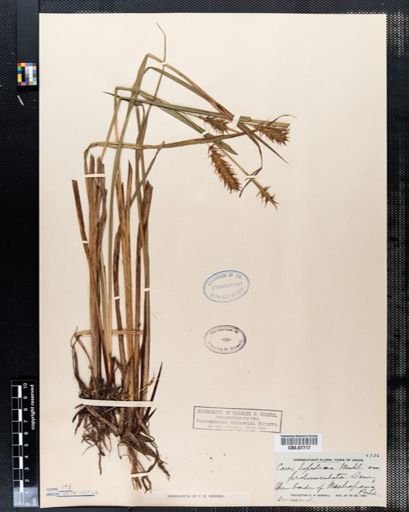 Carex lupulina